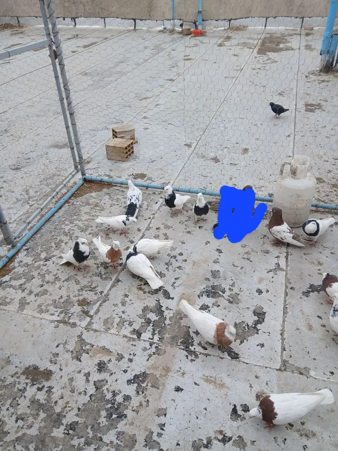 کفتر|پرنده|خرمدره, |دیوار