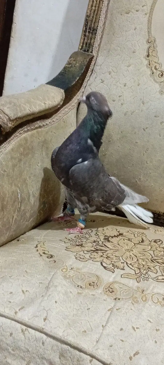 ماده|پرنده|اهواز, شهرک برق|دیوار