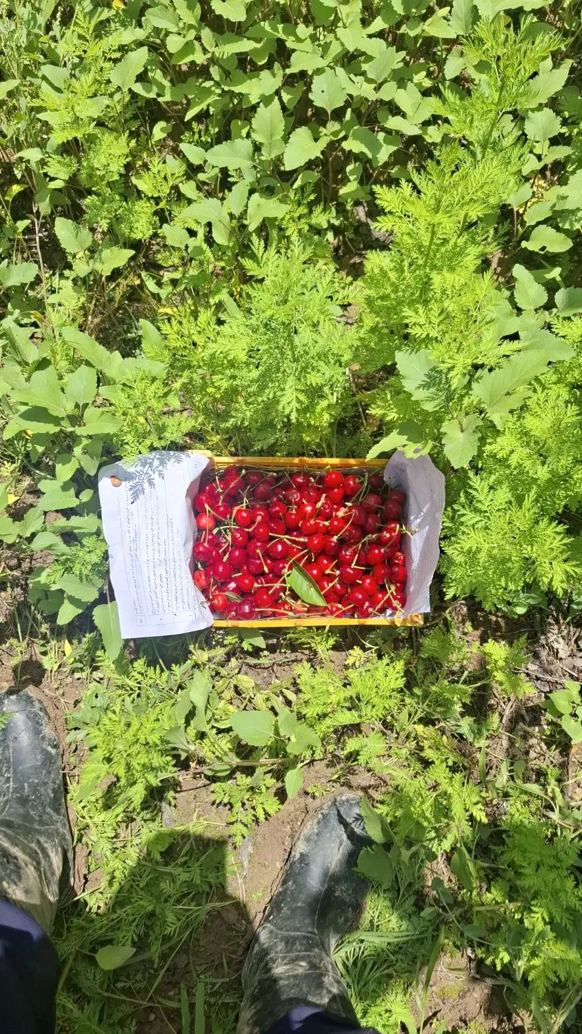 گیلاس|خوردنی و آشامیدنی|آشخانه, |دیوار