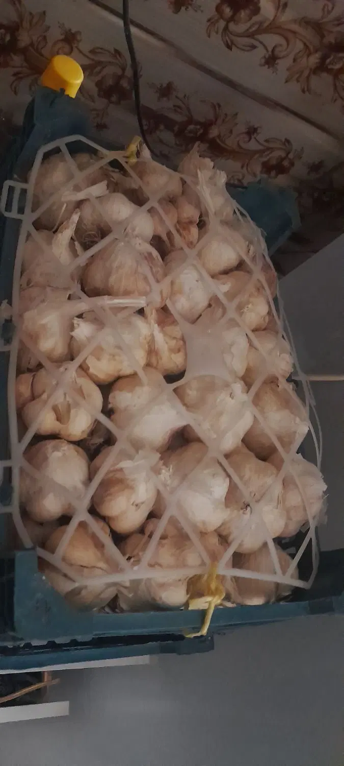 سیر|خوردنی و آشامیدنی|تربت جام, میان جام|دیوار