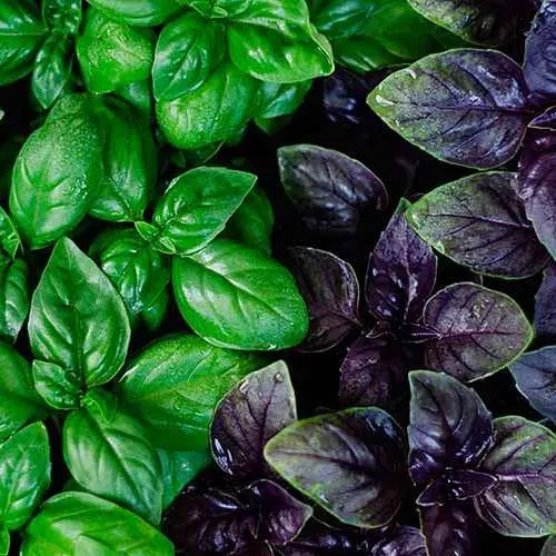 سبزی|خوردنی و آشامیدنی|گناباد, |دیوار