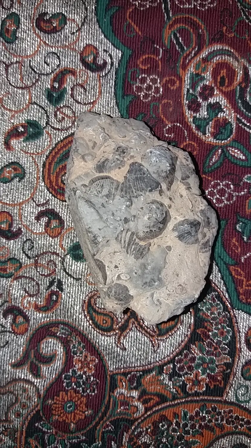 فسیل|کلکسیون اشیاء عتیقه|سمنان, |دیوار