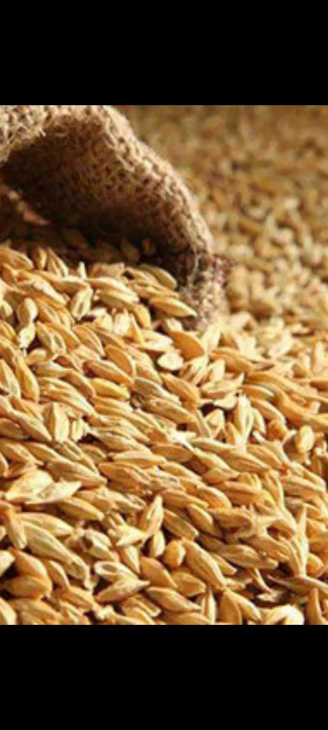4تن جو|خوردنی و آشامیدنی|کبودرآهنگ, |دیوار