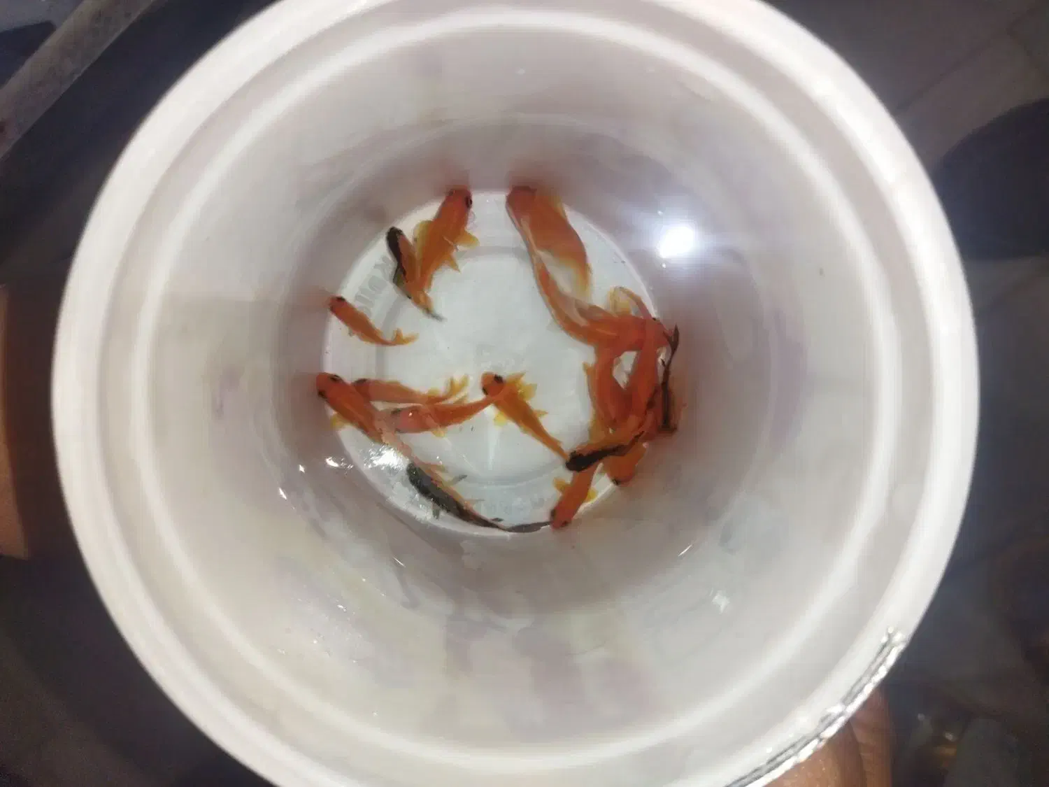 ماهی عید|ماهی|قم, ولیعصر|دیوار