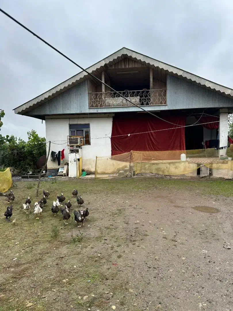 درخت موز|فروش زمین و ملک کلنگی|کوچصفهان, |دیوار