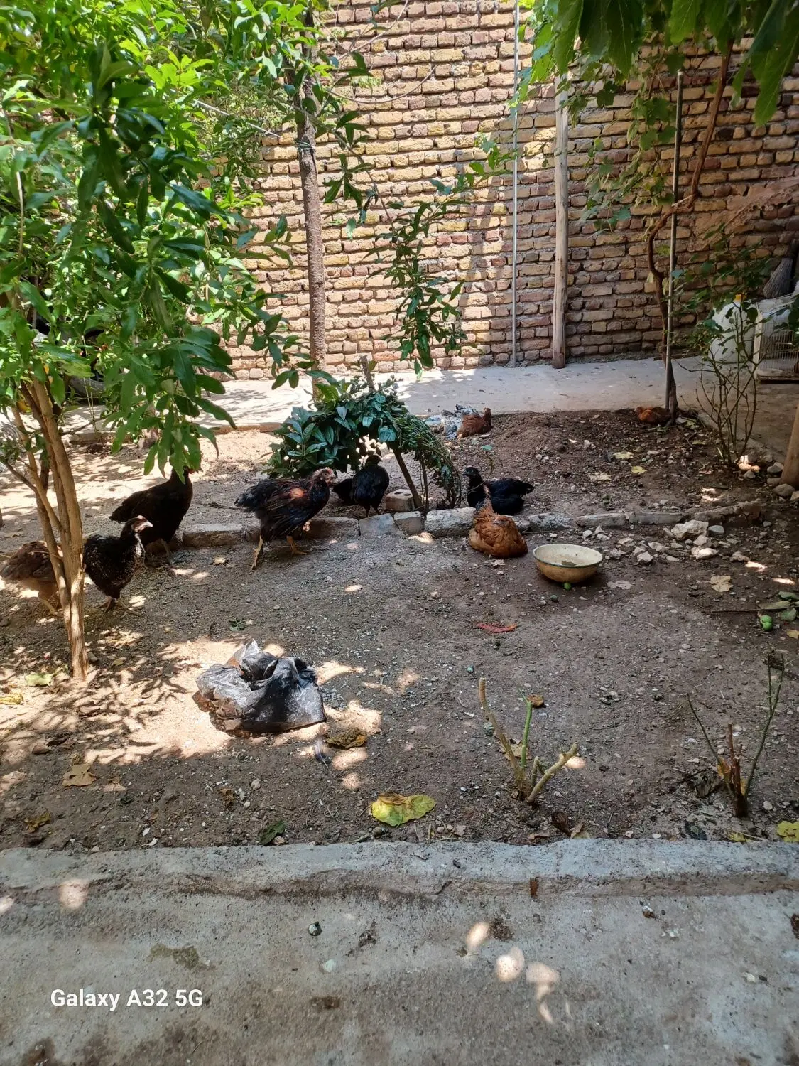 جوجه|حیوانات مزرعه|ماکو, |دیوار