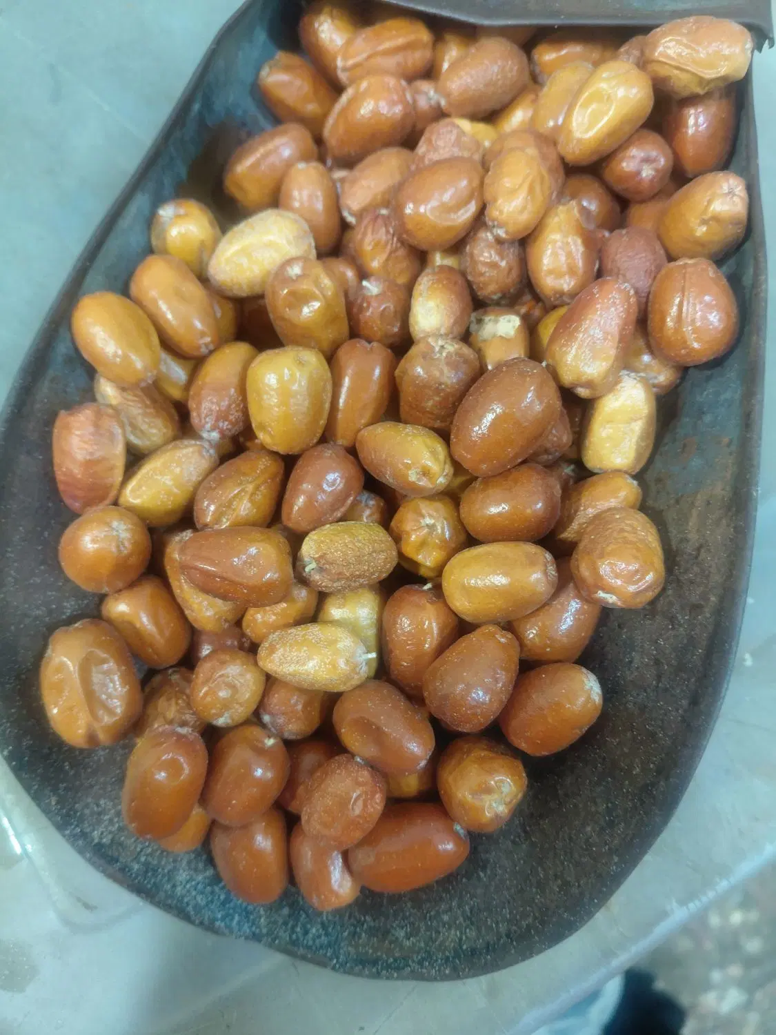 سنجد|گل و گیاه طبیعی|خرمشهر, |دیوار