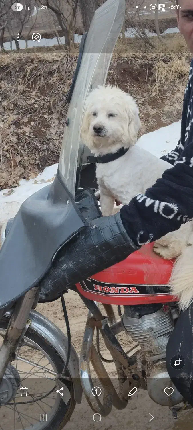 گم یادزدیده شده|حیوانات|صائین قلعه, |دیوار