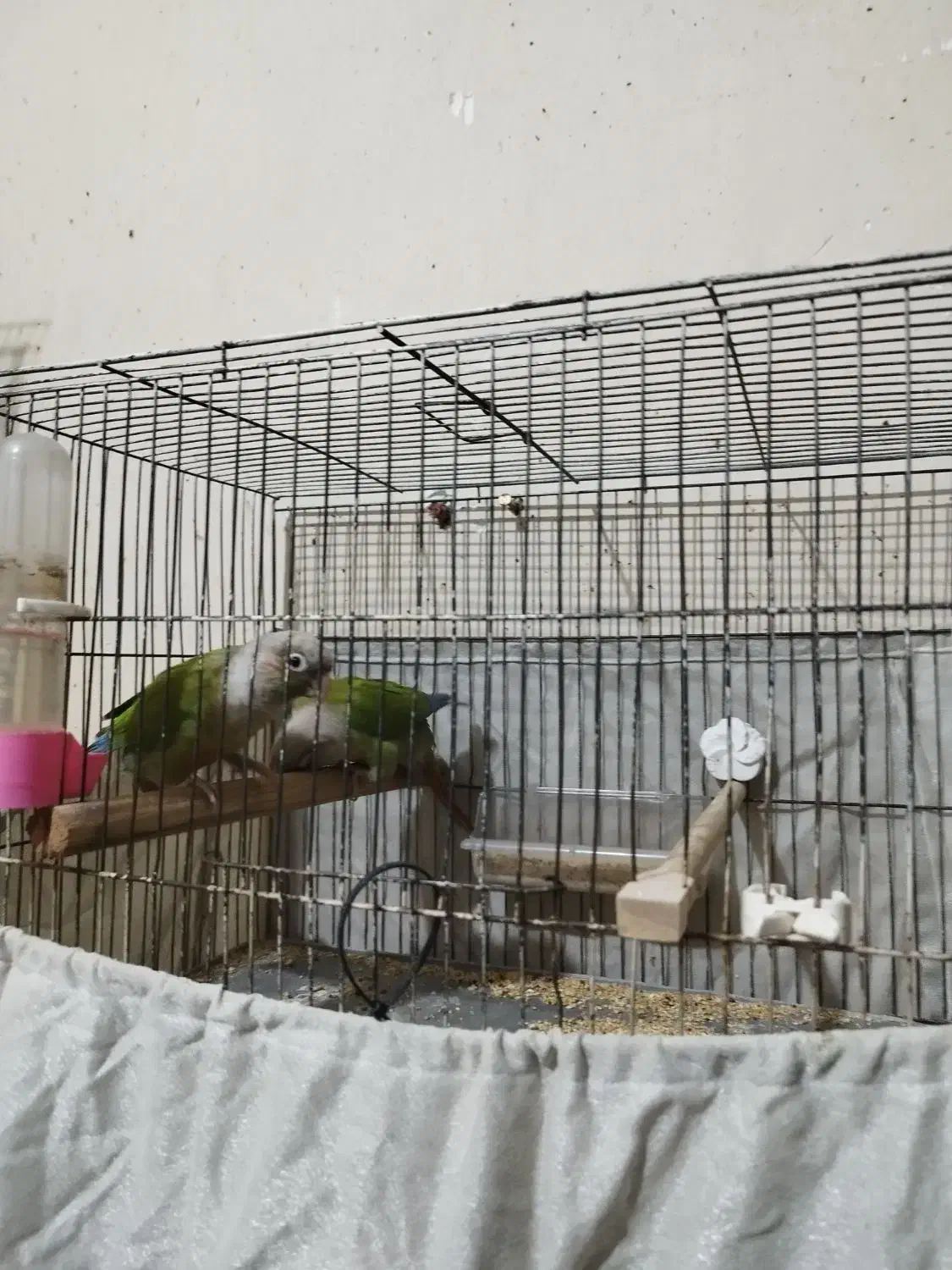 گرینچیک|پرنده|خرمشهر, |دیوار