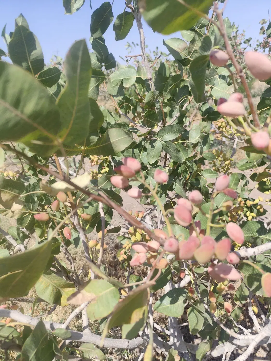 پسته|خوردنی و آشامیدنی|تربت جام, حافظ|دیوار