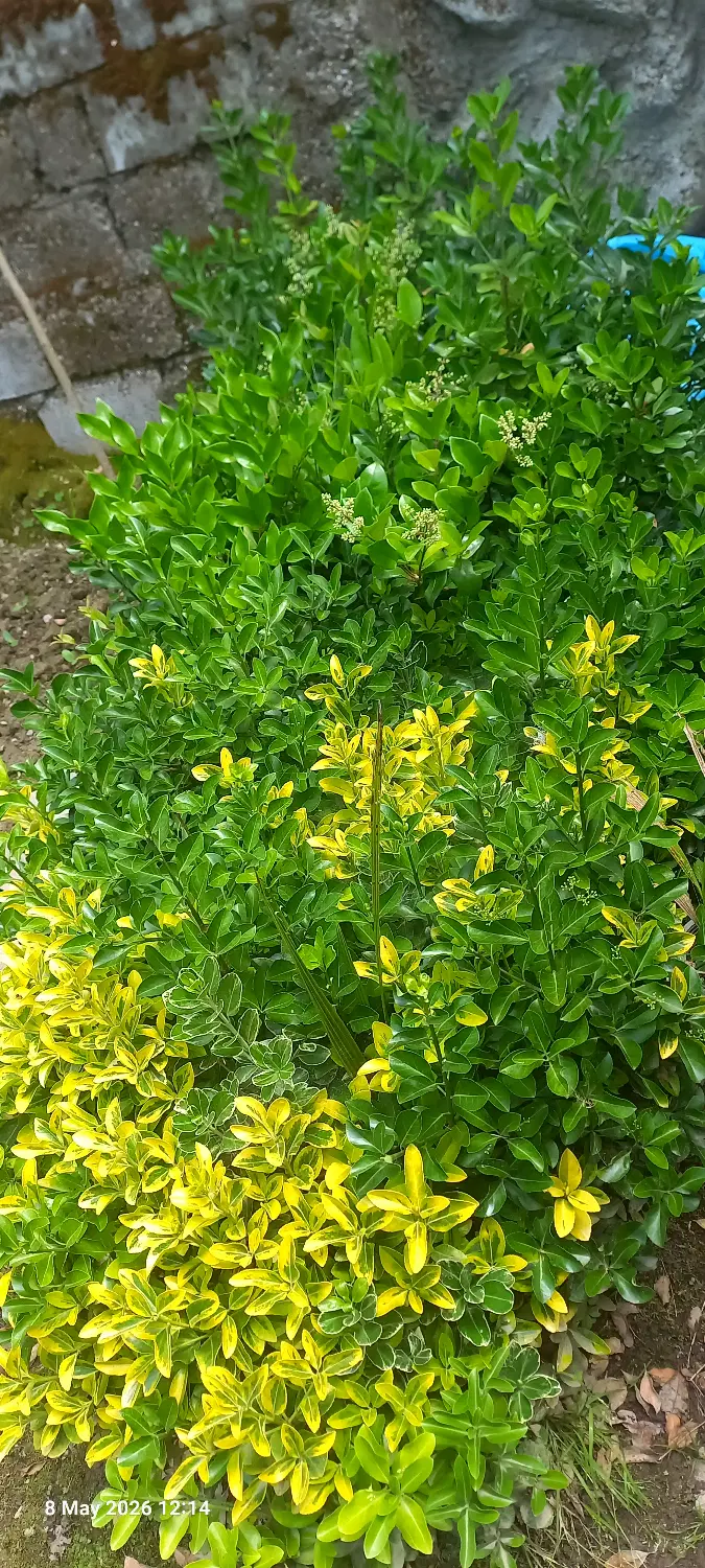 شمشاد|خدمات باغبانی و درختکاری|کلاچای, |دیوار