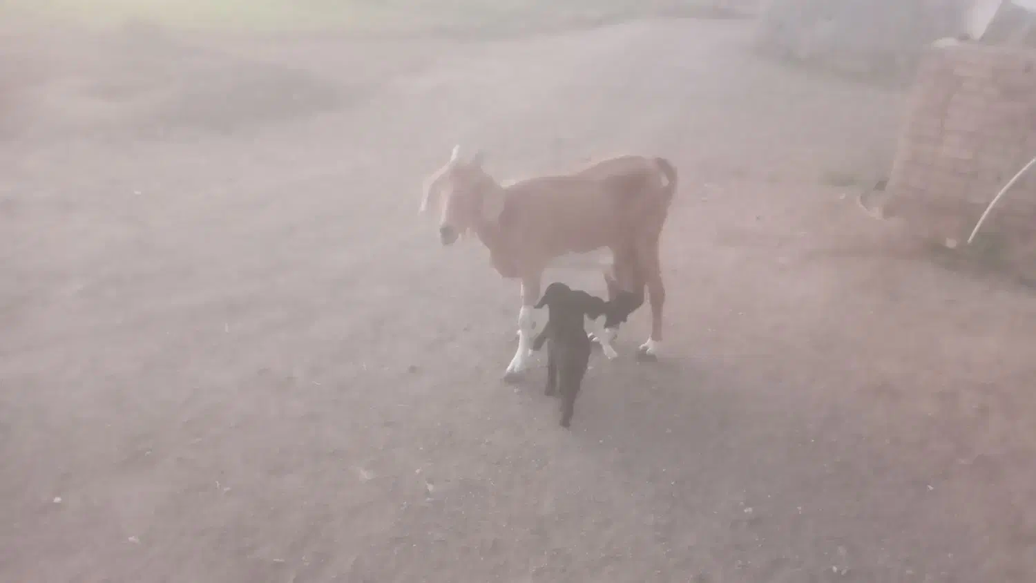 بره|حیوانات مزرعه|سده (خراسان جنوبی), |دیوار