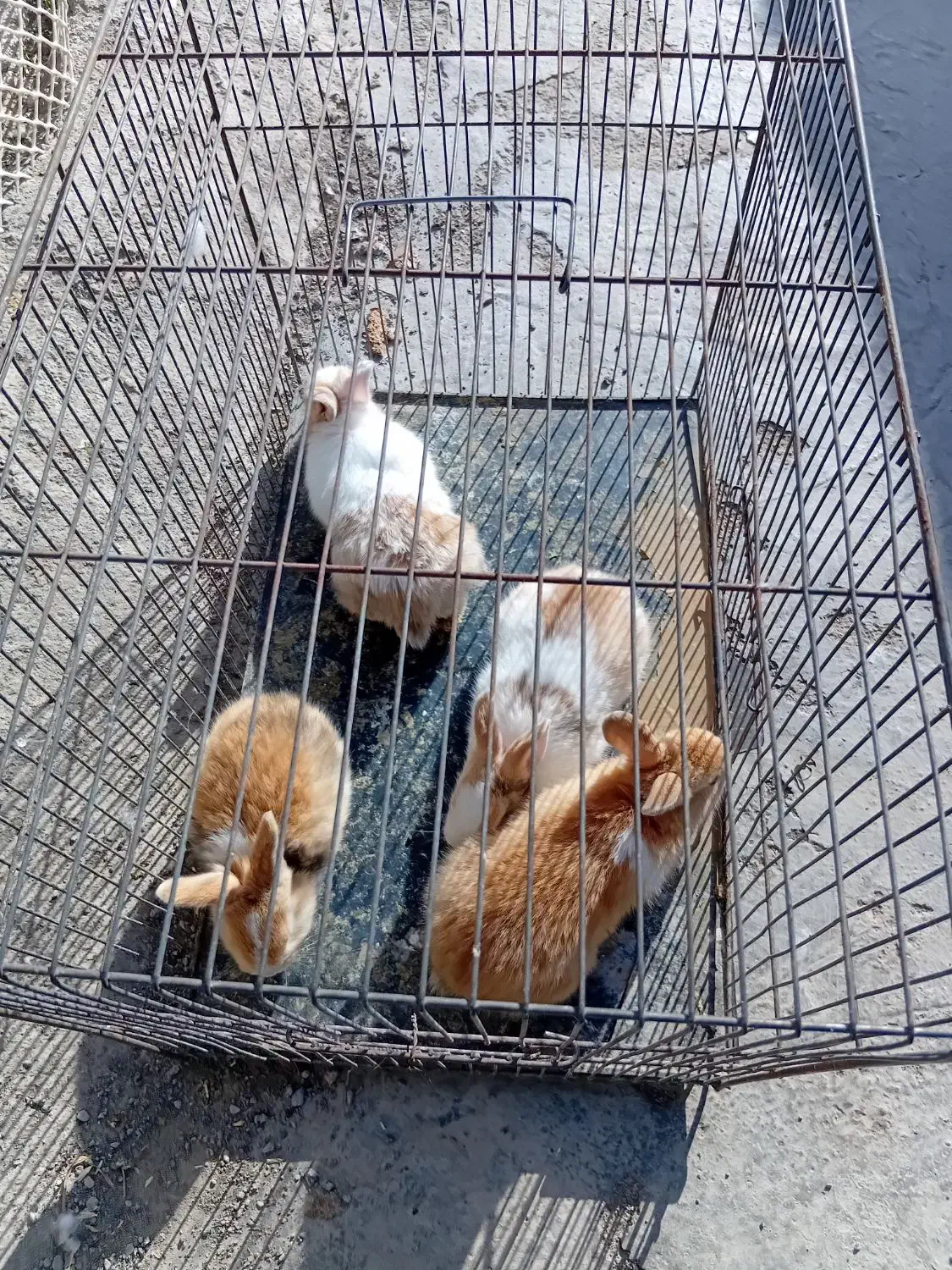 بچه خرگوش|موش و خرگوش|مشهد, امین آباد|دیوار