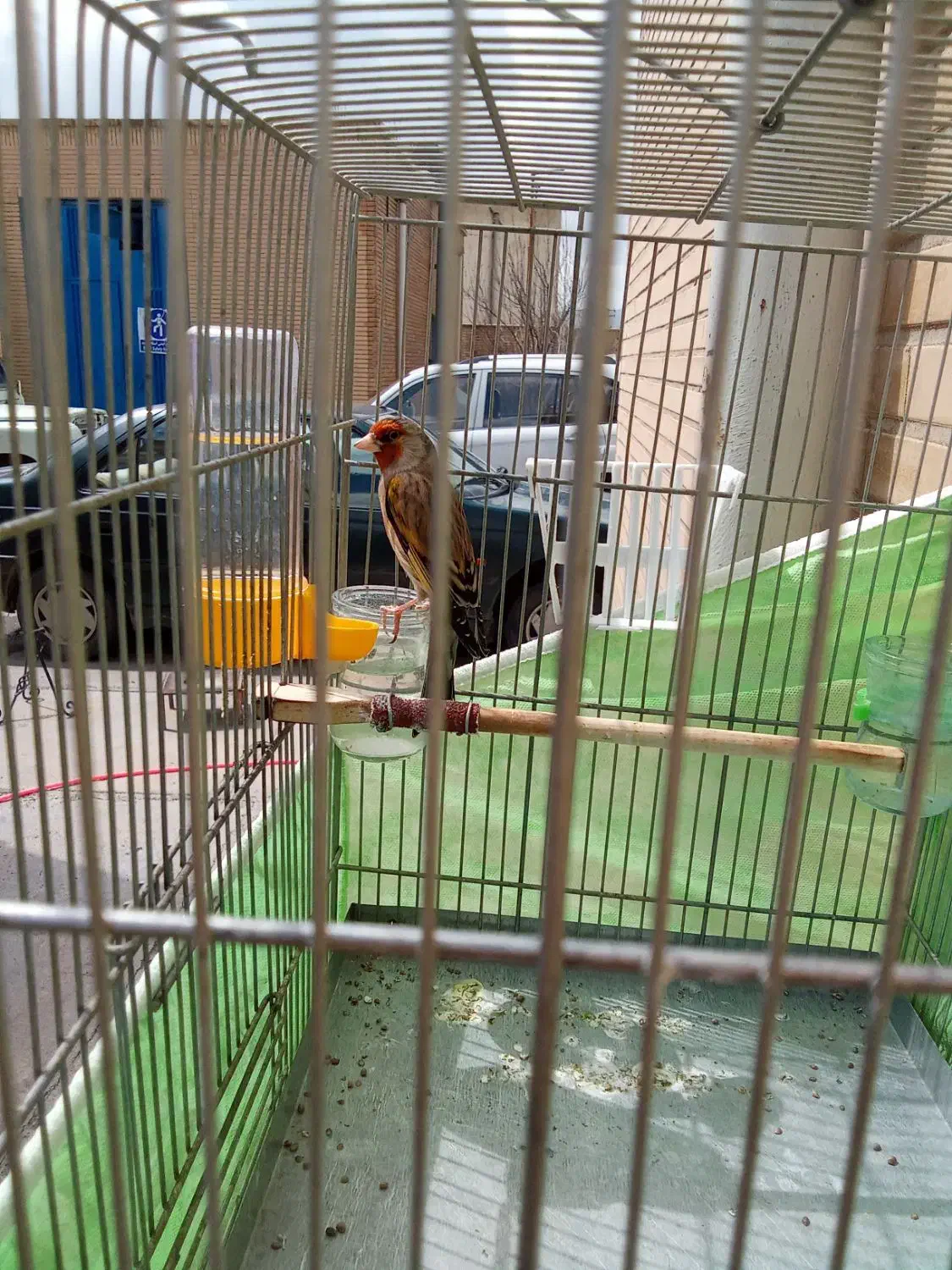 دورگ سهره قناری|پرنده|خرمآباد, |دیوار