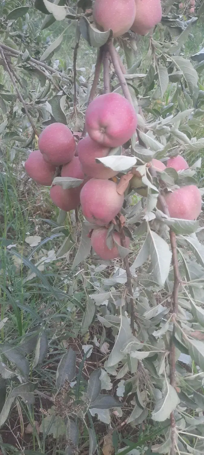 سیب|خوردنی و آشامیدنی|خرمآباد, |دیوار