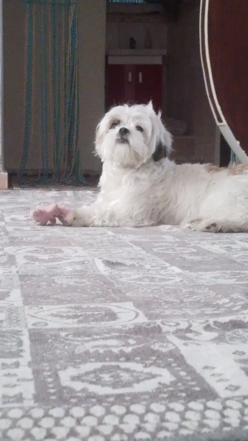 سگ شیتزو|سگ|فردیس, سرحد آباد|دیوار