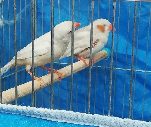 فنچ **|پرنده|شاهین‌شهر, خانه کارگر|دیوار