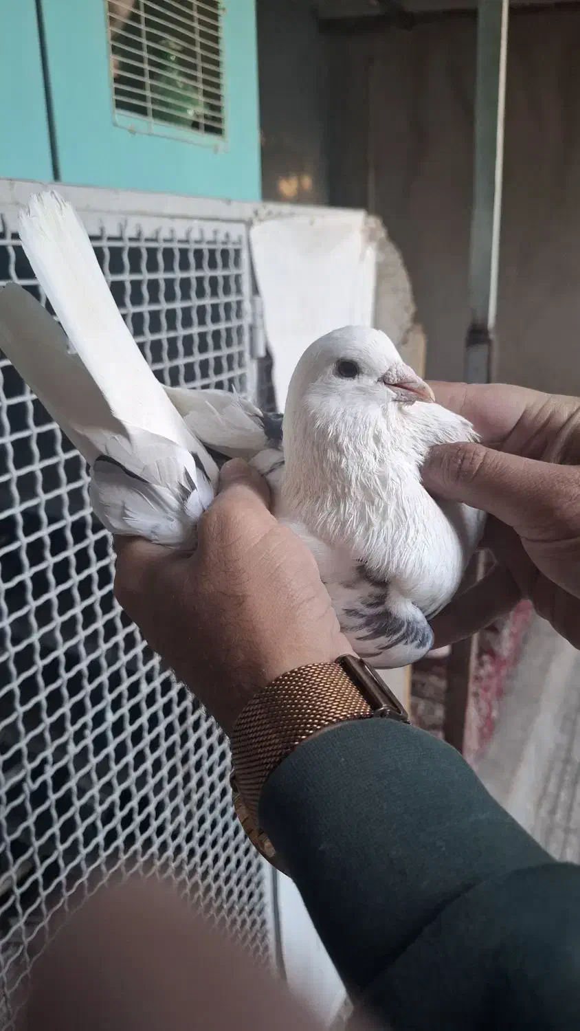 کبوتر|پرنده|تهران, مسعودیه|دیوار