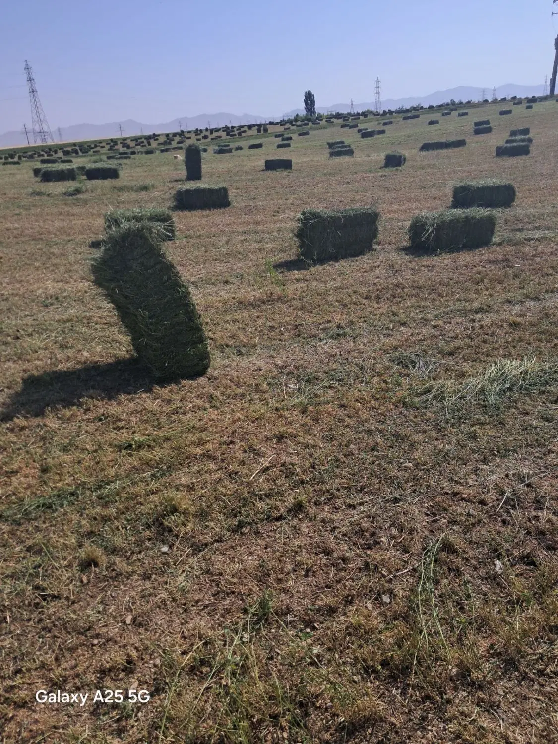 یونجه|عمدهفروشی|دوتپه, |دیوار