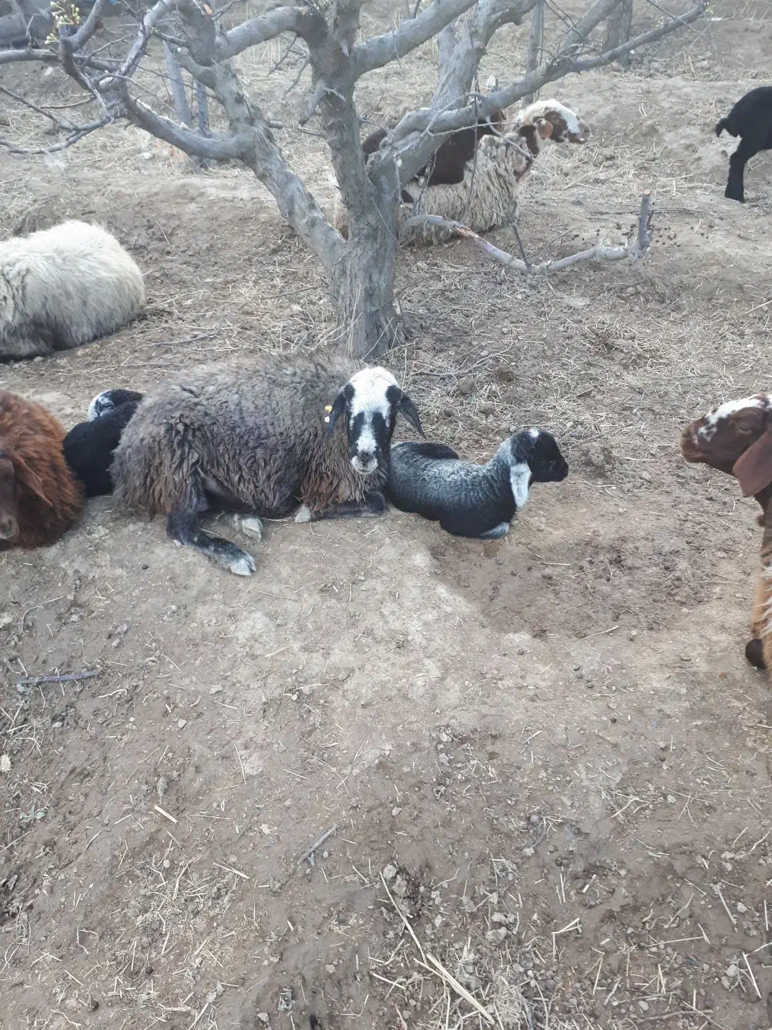 میش|حیوانات مزرعه|چهارباغ, |دیوار