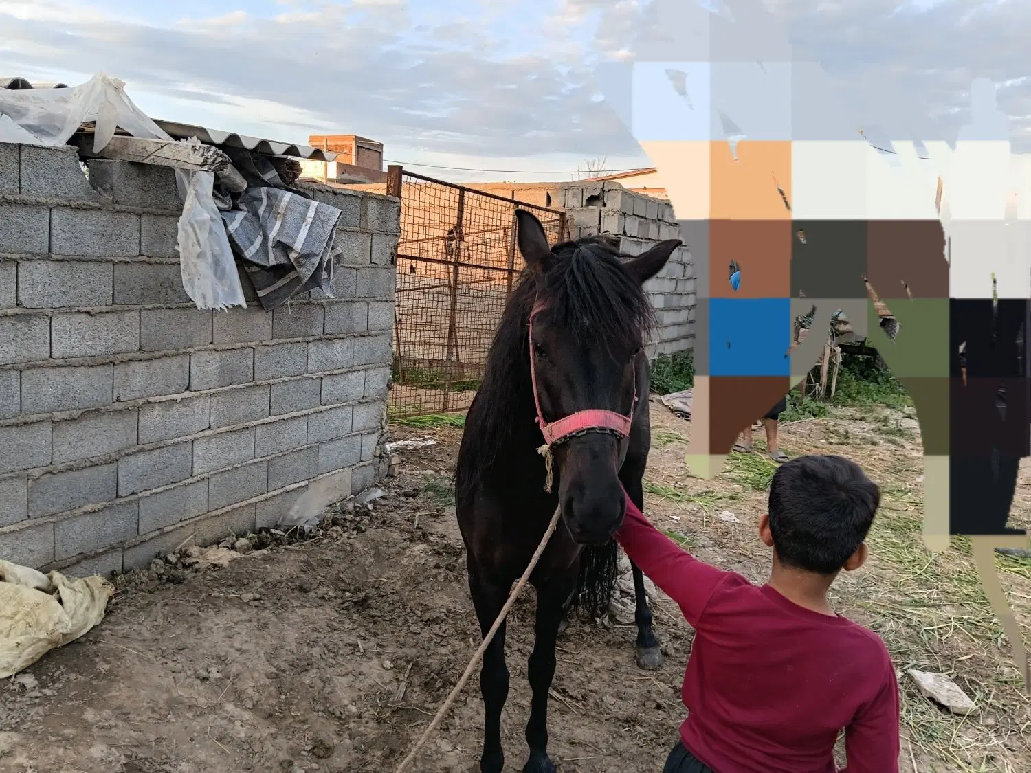 اسب|اسب و تجهیزات اسب‌سواری|گرگان, |دیوار