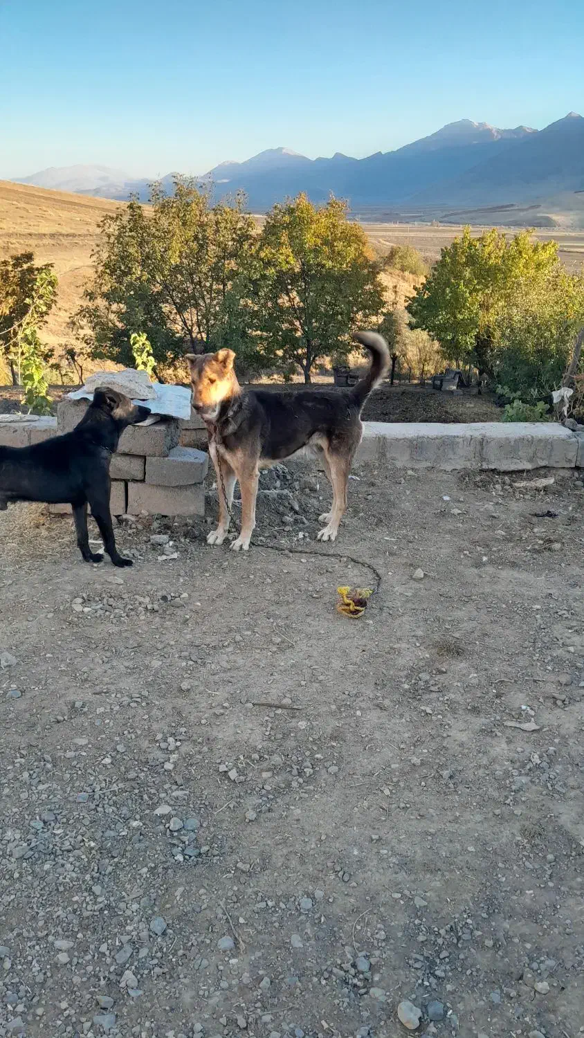 سگ پژدر|سگ|سنندج, |دیوار