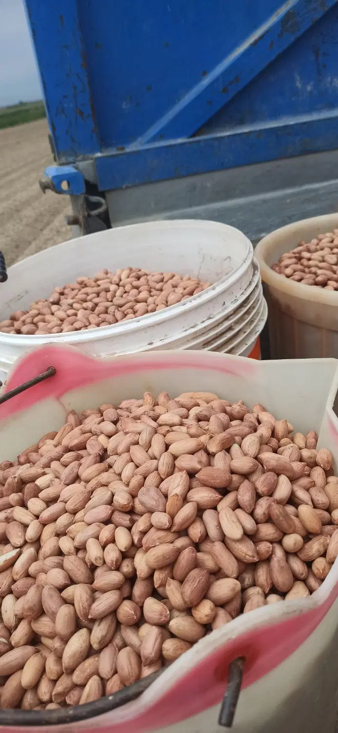 بادام|خدمات باغبانی و درختکاری|پارس‌آباد, |دیوار