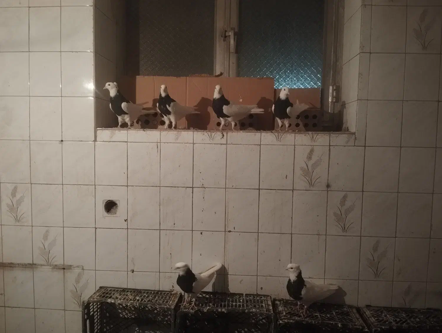 طوقی سیاه|پرنده|بستان آباد, |دیوار