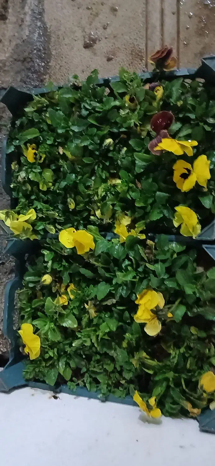 گل بنفشه|گل و گیاه طبیعی|مشهد, کشف|دیوار