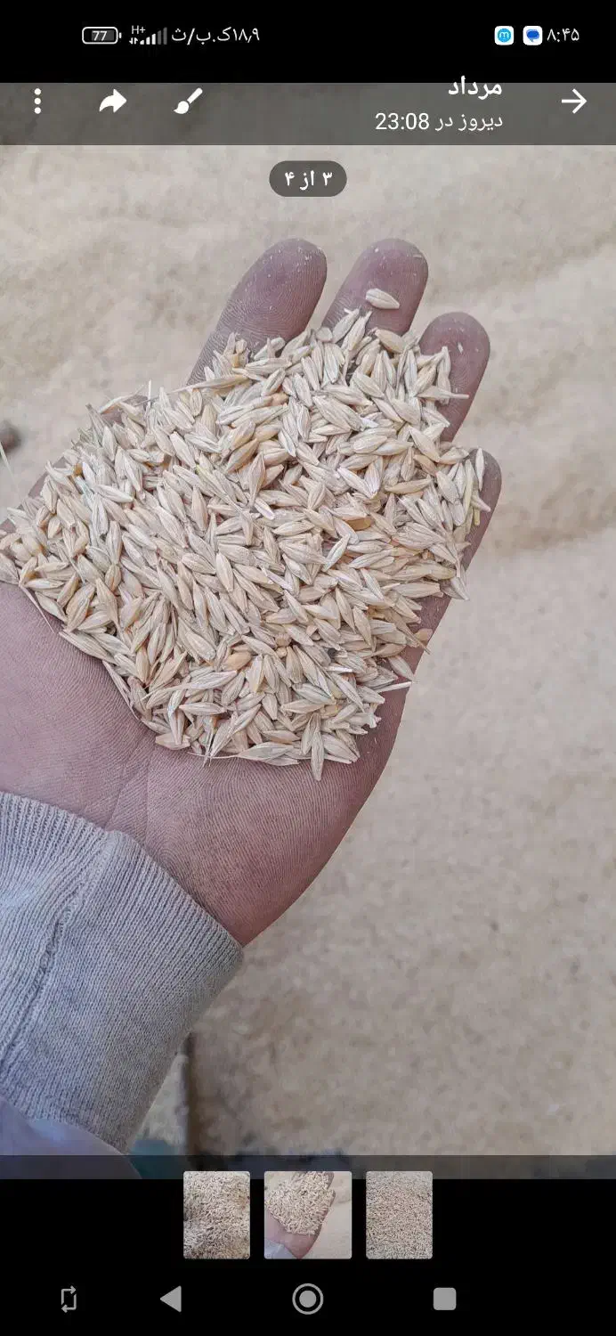 جوو|لوازم جانبی حیوانات|مریوان, |دیوار