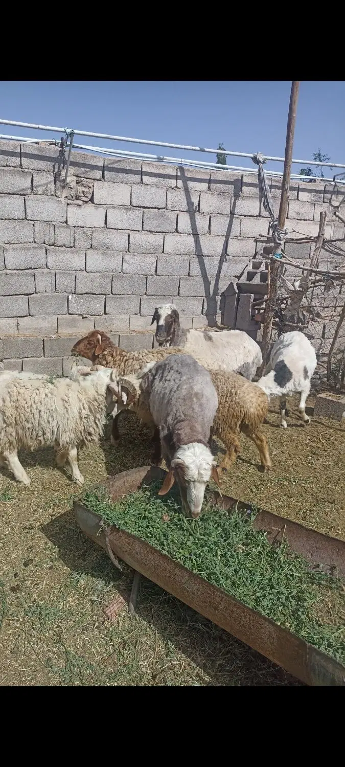 بره|حیوانات مزرعه|گلزار, |دیوار