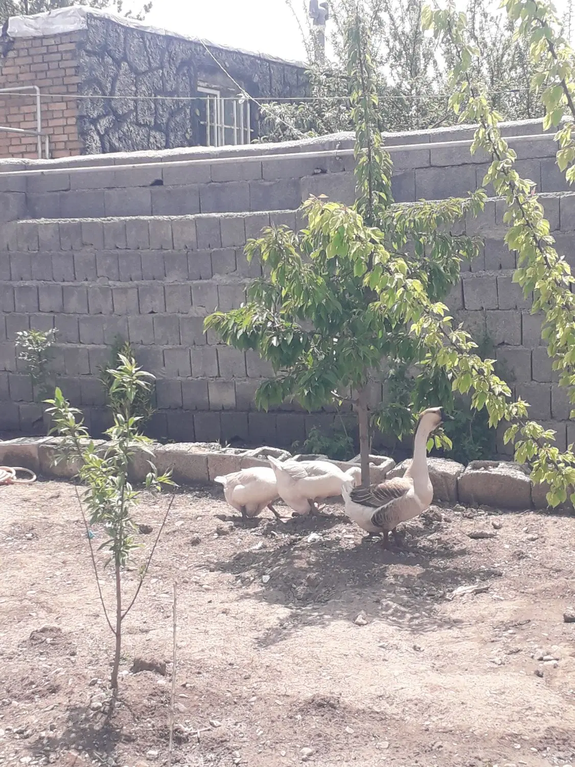 قاز|لوازم جانبی حیوانات|خاروانا, |دیوار