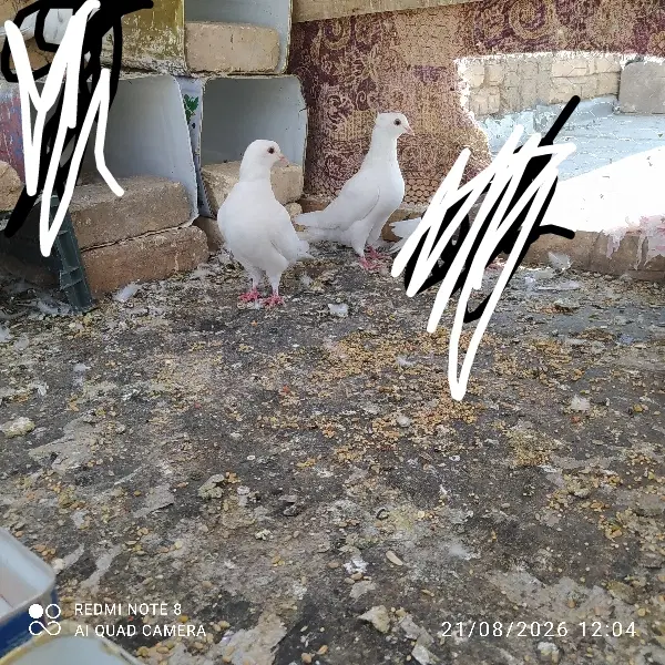 کفتر|پرنده|لردگان, |دیوار
