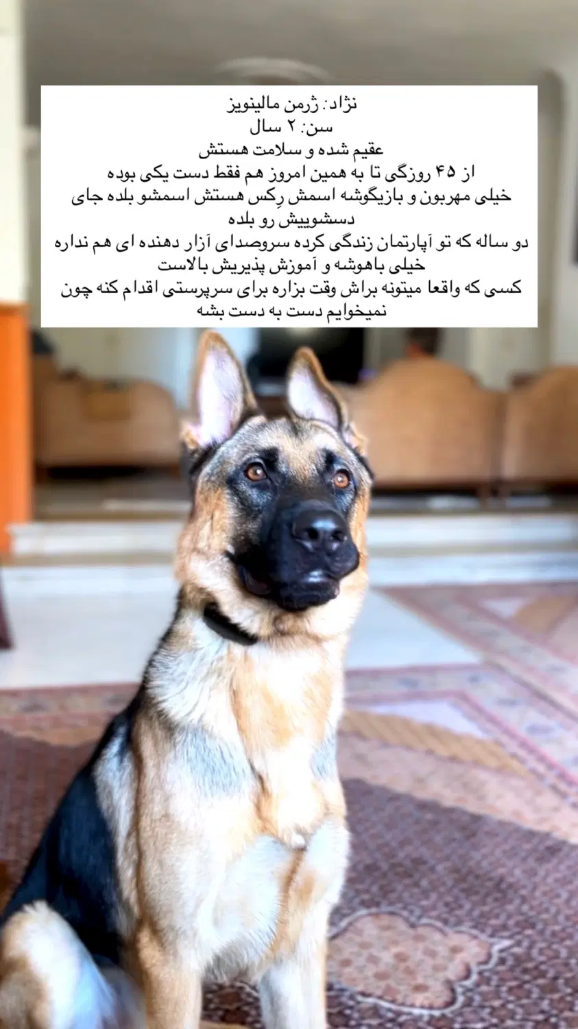 سگ ژرمن|سگ|پردیس, فاز ۲|دیوار