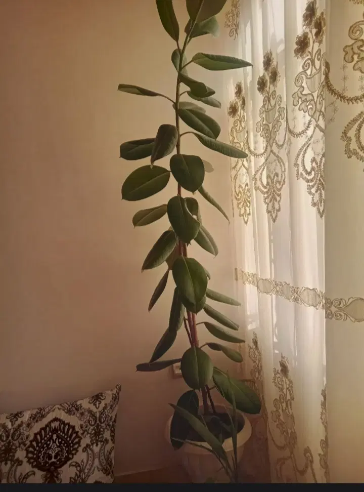 گل طبیعی|گل و گیاه طبیعی|ارومیه, |دیوار