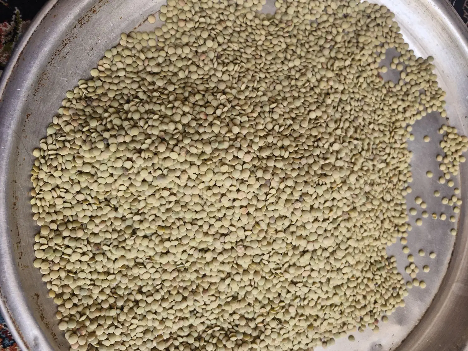 عدس|خوردنی و آشامیدنی|نورآباد ممسنی, |دیوار