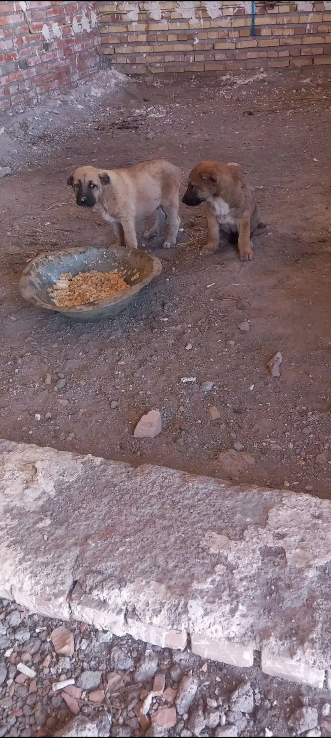 واا|سگ|سراب, |دیوار