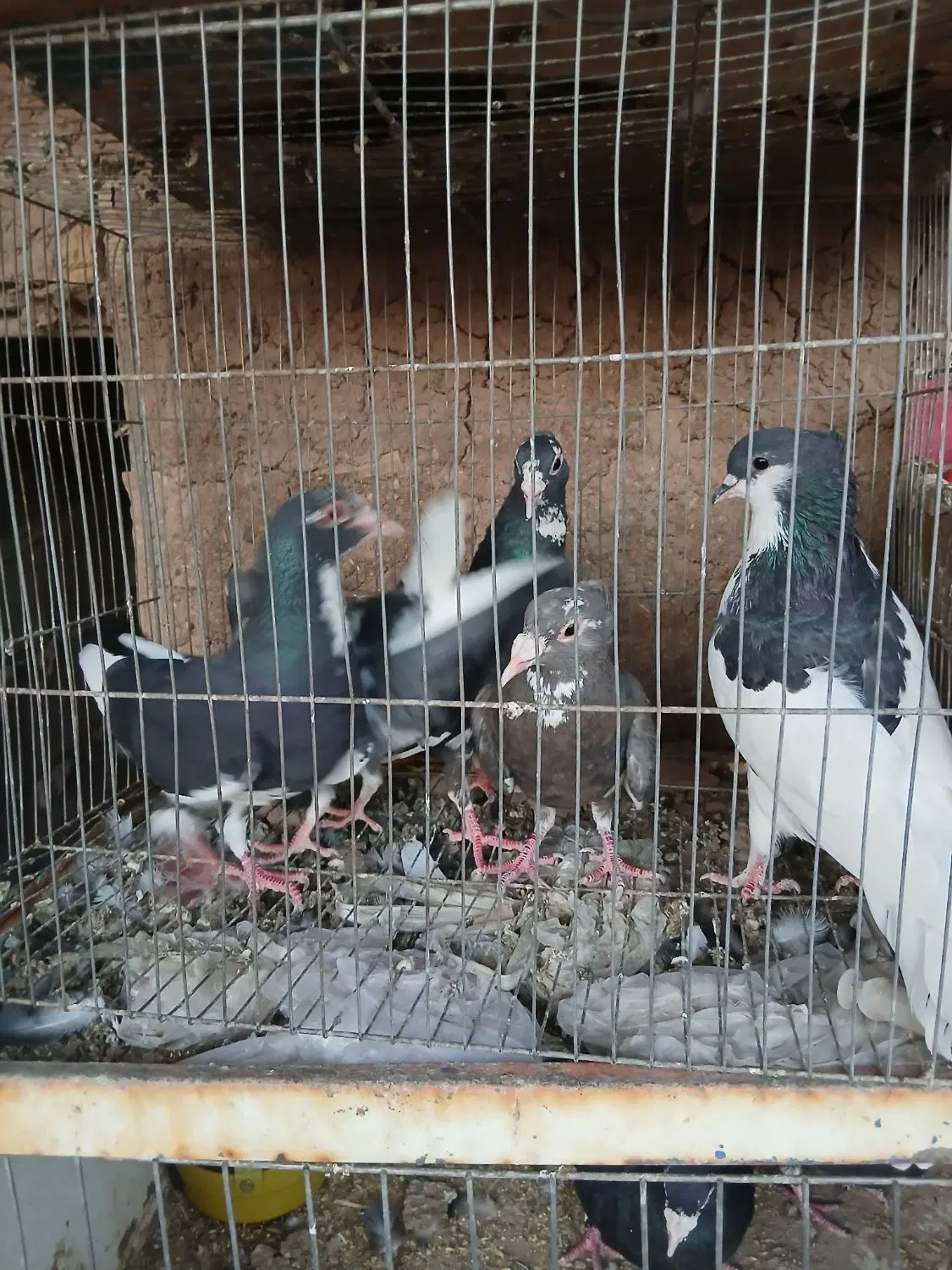 پلنگ|پرنده|رفسنجان, |دیوار