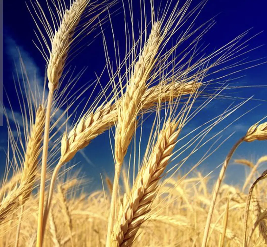 گندم دیم|لوازم جانبی حیوانات|اردبیل, |دیوار