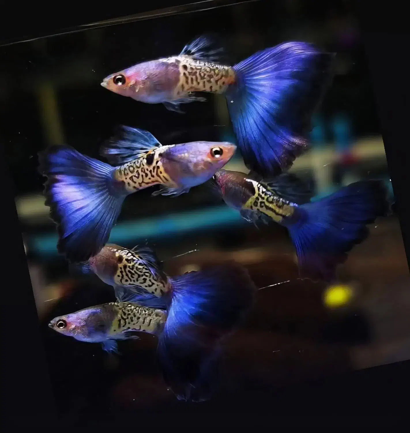 گوپی خاص و زبرا هیبرید|ماهی|شیراز, غدیر شمالی|دیوار