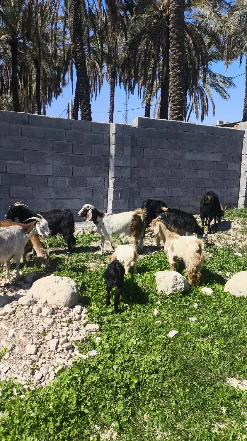 بز داشتی|حیوانات مزرعه|بهبهان, |دیوار