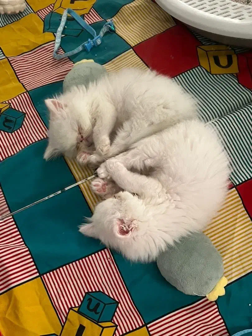 گربه پرشین|گربه|رشت, دیلمان|دیوار