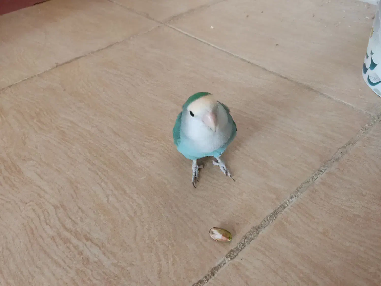 کتوله|پرنده|کشکوئیه, |دیوار