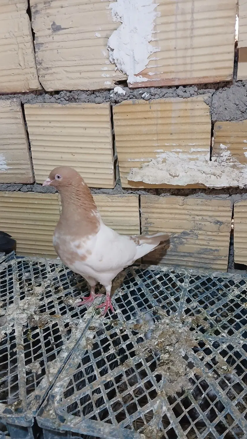 کبوتر|پرنده|بم, |دیوار