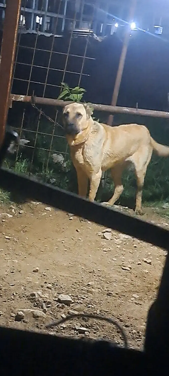 سگ گله|سگ|دوگنبدان, |دیوار