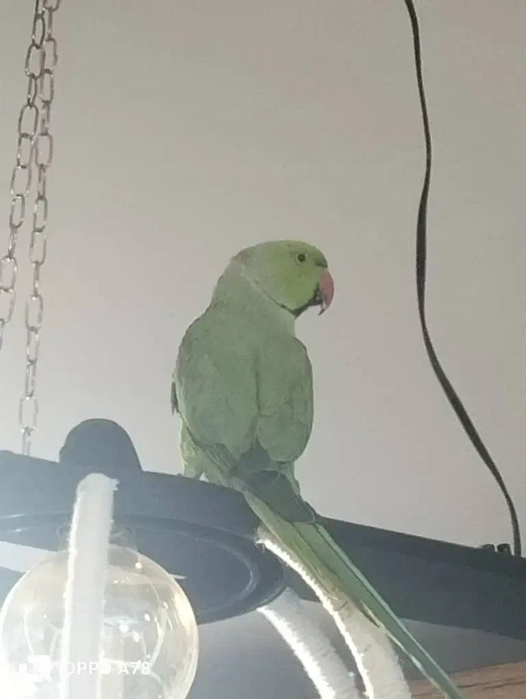 ملنگو|پرنده|قدس, شهر‌قدس|دیوار