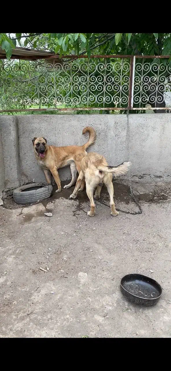 سگ سرابی|سگ|شاهدشهر, |دیوار