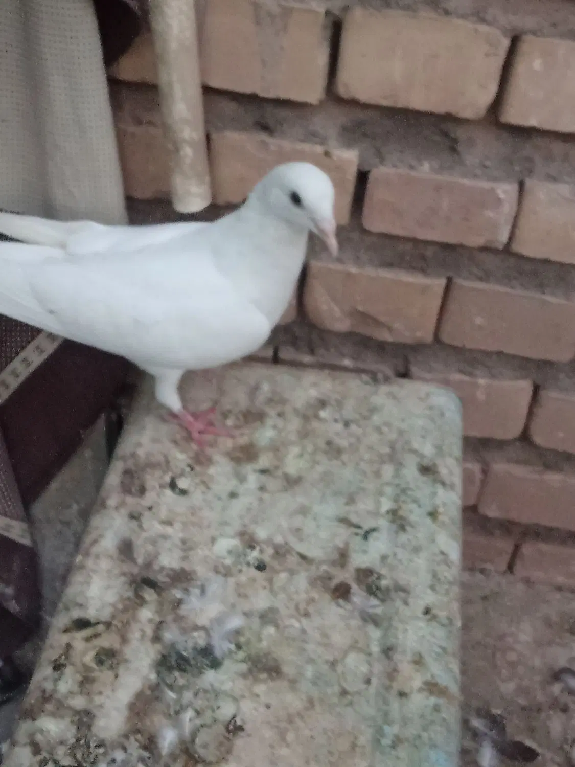 ۷ماده|پرنده|رفسنجان, |دیوار