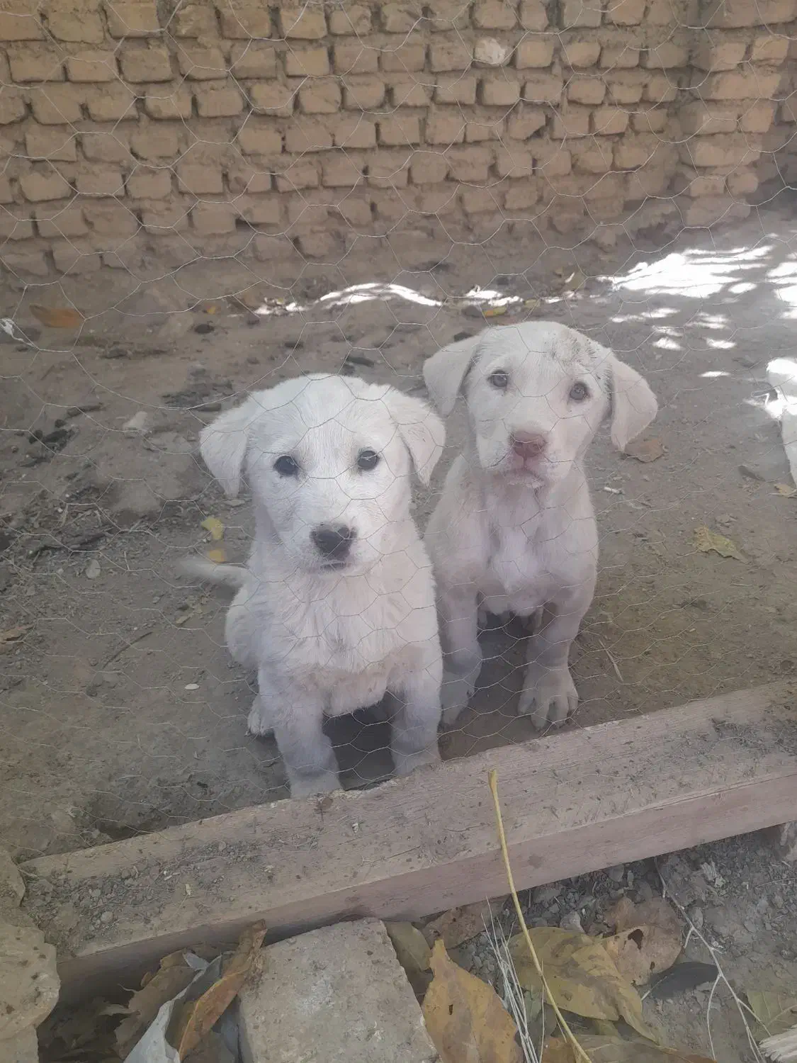 پژدر|سگ|الیگودرز, |دیوار