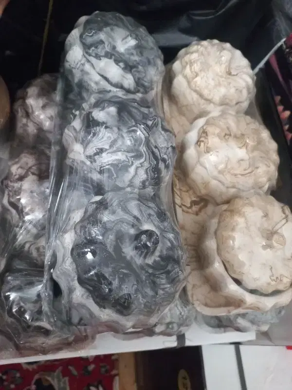 قندان|گل و گیاه طبیعی|مشهد, باغون آباد|دیوار